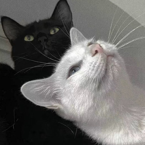 佘太君被强禽怀孕
